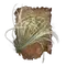 Elden-ring pest-threads.webp