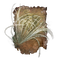 Elden-ring pest-threads.webp