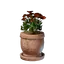 Medium Red Flower Pot