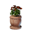 Medium Red Flower Pot
