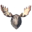 Moose Trophy