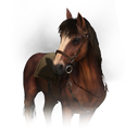 Roach