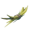 Plant Fiber