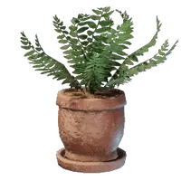 Medium Fern Pot