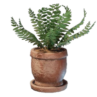 Medium Fern Pot