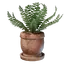 Medium Fern Pot