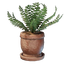 Medium Fern Pot