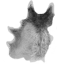 Wolf Pelt