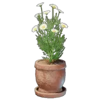 Chamomile Plant Pot