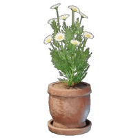 Chamomile Plant Pot
