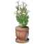 Chamomile Plant Pot