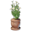 Chamomile Plant Pot