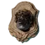 Cyclops Trophy