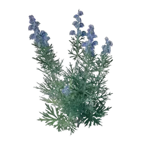 Wolfsbane Seedling