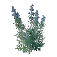 Wolfsbane Seedling