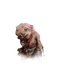 Uma