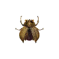 Golden Stove Beetle
