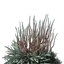 Fertile Altered Dirt