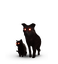 The Black Cat and Dog