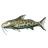 Catfish