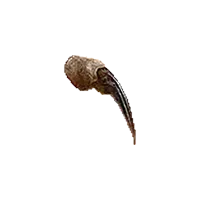 Spider Venom Sac