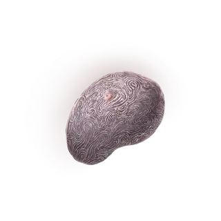 Fingerprint Nostrum
