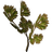 Frost Mirriam