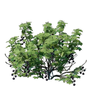 Berry Bush Seedling