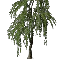 Willow Tree Seedling