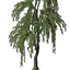 Willow Tree Seedling