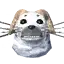 Seal Trophy