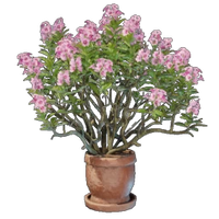 Alpine Rose Pot