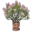 Alpine Rose Pot