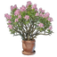 Alpine Rose Pot
