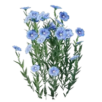 Flax Seedling
