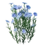 Flax Seedling