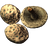 Scaly Pholiota