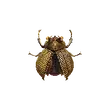 Dragon's Dogma 2 Golden Trove Beetle.webp