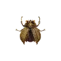 Golden Trove Beetle
