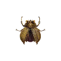 Golden Trove Beetle