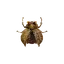Golden Trove Beetle