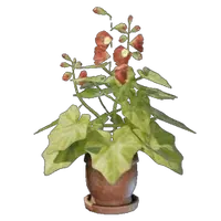 Grapple Plant Flower Pot