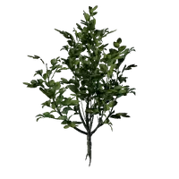 Revelwood Green Leaf Seedling