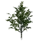 Revelwood Green Leaf Seedling