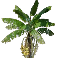 Banana Seedling