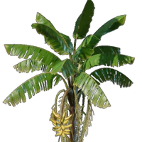 Banana Seedling