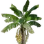 Banana Seedling