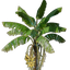 Banana Seedling