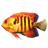 Angelfish