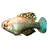 Pearlfish
